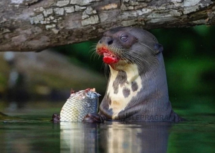 Everyone is in awe of you, and you are from Maybelline - Makeup, Lipstick, Otter, Muzzle, Blood