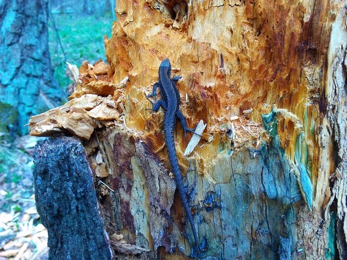lizard - My, Mobile photography, Lizard, The nature of Russia, Forest