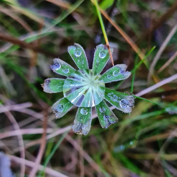 Gems - My, The photo, Macro photography, Autumn, Dew, Grass