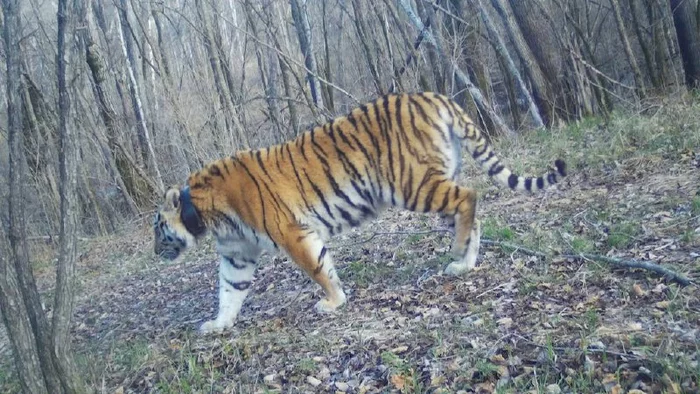 Continuation of the post Amur Tiger Thunder in the Jewish Autonomous Region - Amur tiger, Thunder, Jewish Autonomous Region, Phototrap, Wild animals, Big cats, Cat family, Predatory animals, The photo, Tiger, Reply to post