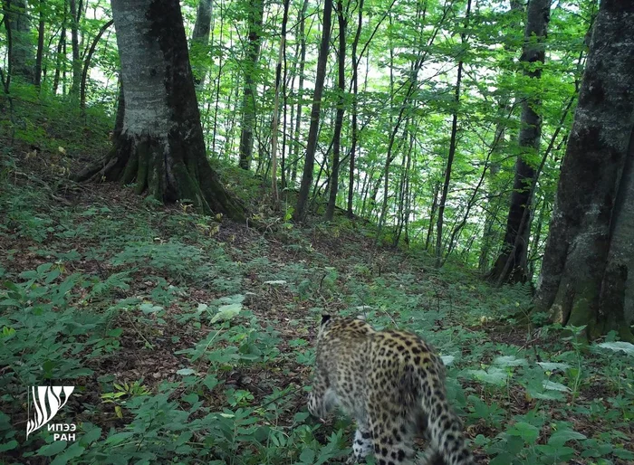 Return of the leopard to Ossetia - Persian leopard, North Ossetia Alania, Return, Caucasus, Leopard, Big cats, Cat family, Predatory animals, Rare view, Wild animals, beauty, Positive, Phototrap, Forest, Red Book, The photo, Longpost