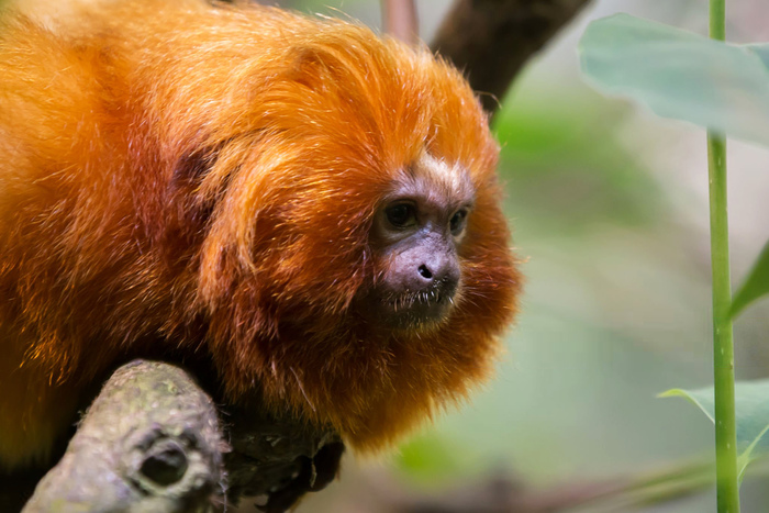 Золотистый львиный тамарин