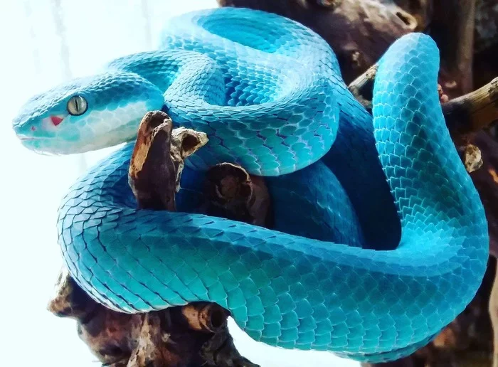 Blue Komodo keffiyeh. Turquoise snake - The photo, Snake, Keffiyeh, Poisonous animals, Unusual coloring, Indonesia, Komodo, Turquoise