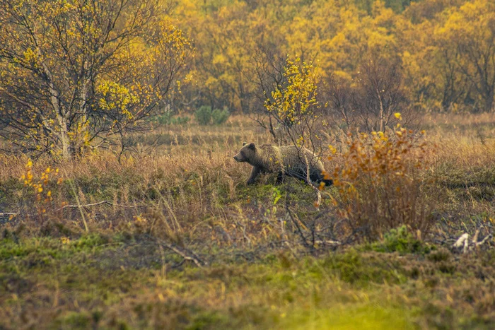 Kamchatka bear - My, The Bears, Wild, Kamchatka, The photo, Animals, Travels