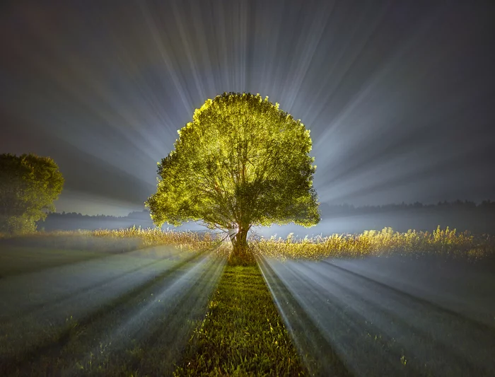 Another foggy night - My, Beams, Night, Mysterious forest, Tree, The photo