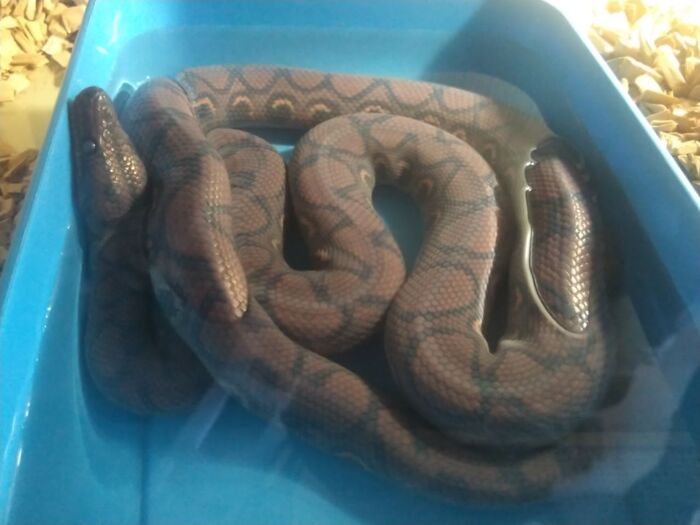 Радужный мутный удав