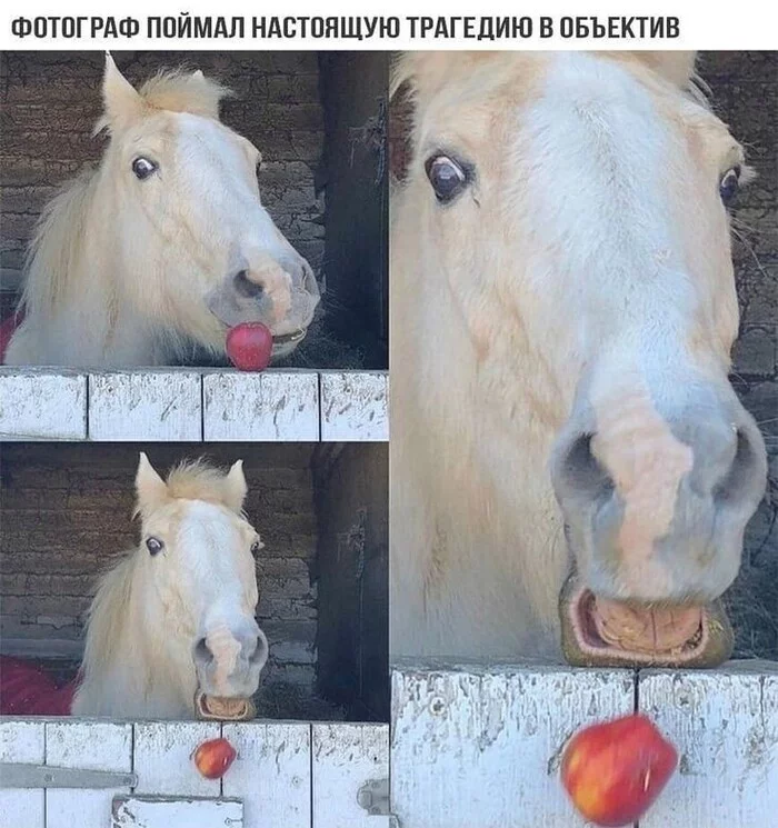 horse tragedy - Horses, Humor, Picture with text, Memes, Apples, The fall, Repeat