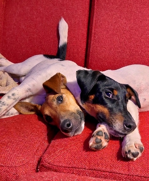 Shall we lie down? - My, Fox terrier, Dog