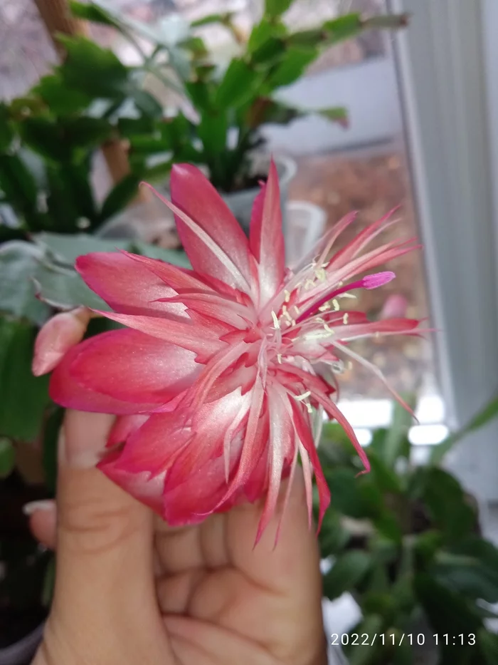 Finally, I saw the flowering of the magnificent Schlumbergera variety - Laranja Dobrada - My, Flowers, Houseplants, Bloom, Decembrist cactus