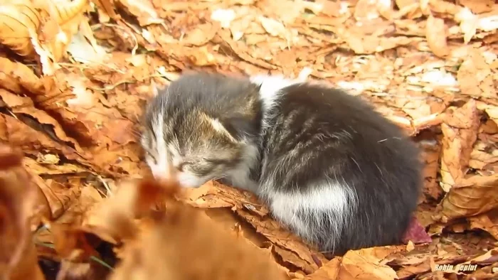 Kitten in the leaves - cat, Leaves