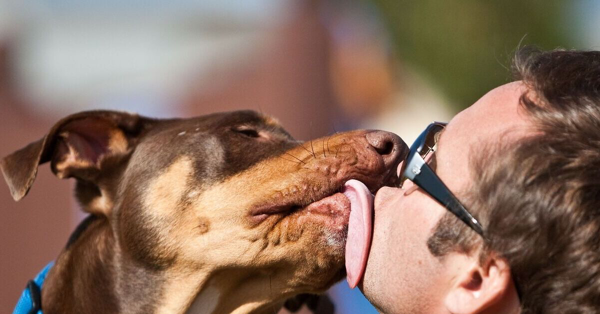 Dog Licking Dick