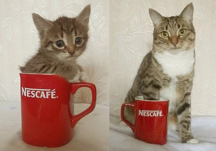 Do you think the kitten has grown or the mug has shrunk? - Milota, cat, Кружки, Growth, Increased, It Was-It Was