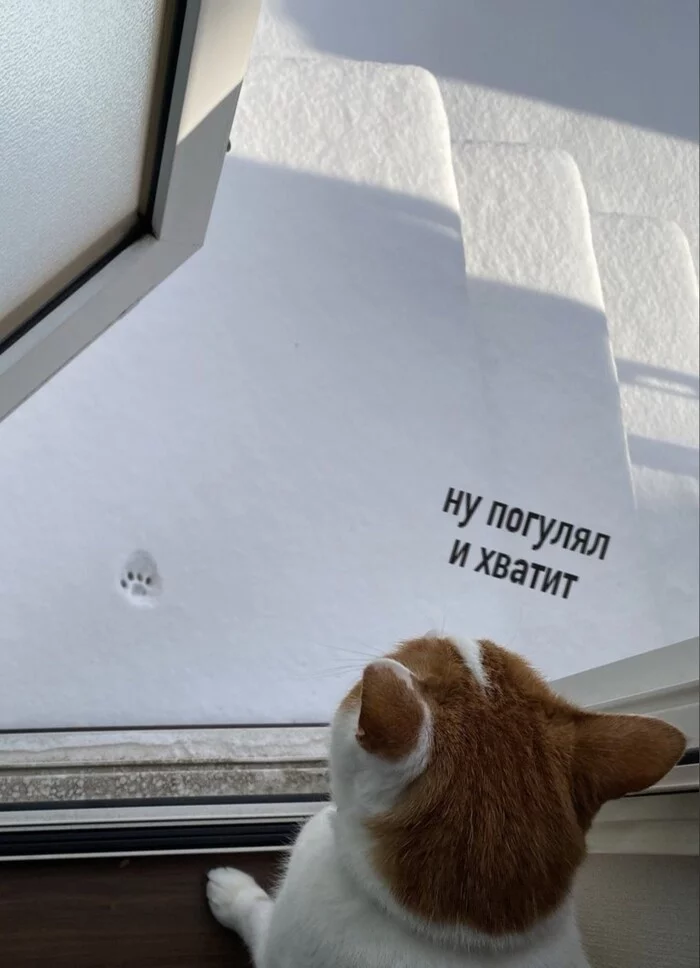 I, when the first of December: - My, December, cat, Snow, Picture with text, Redheads