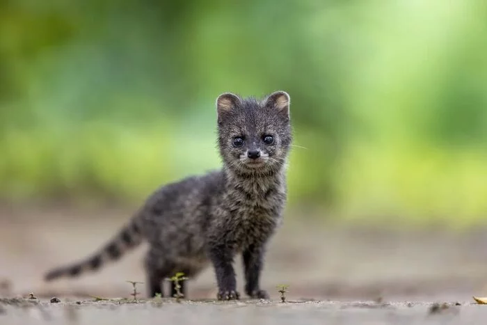 small civet - Civet, Wyvernaceae, Predatory animals, Mammals, Wild animals, wildlife, Nature, India, The photo