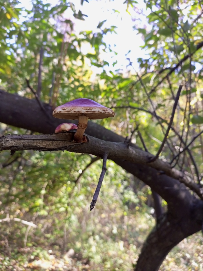 Случайное фото