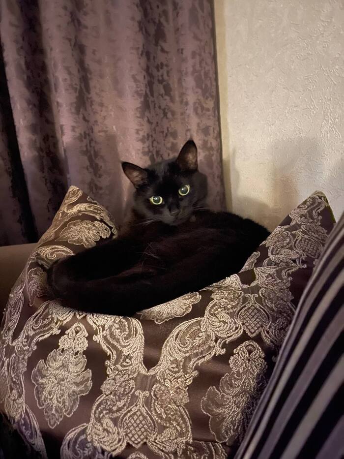 Субботний черный кот Кот, Черный кот, Суббота