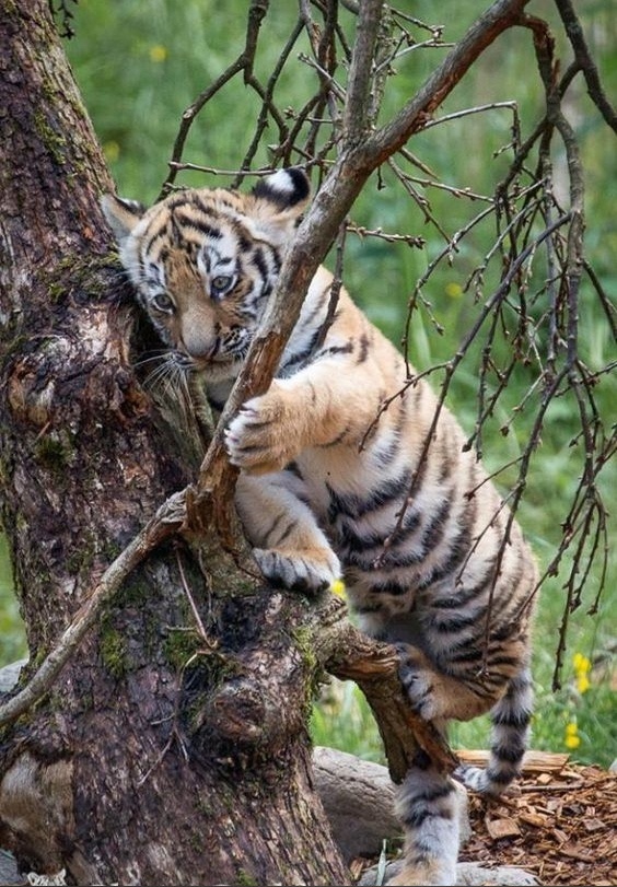 In the jungle they say that manuls give food for wood - Pet the cat, Tiger, Big cats, Cat family, Mammals, Animals, Wild animals, The photo, Fluffy, Branch, Humor, Gossip, Tiger cubs