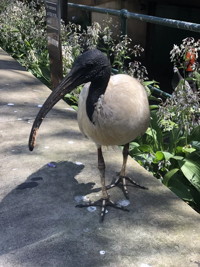 Chicken Bean or Australian White Ibis - Australia, Ibis, Birds, Video, Longpost