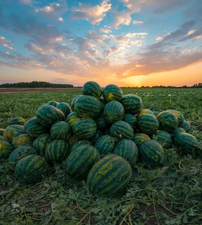 Арбузы, вкус лета… - Путешествия, Фотография, Арбуз, Ягоды, Лето, Витамины, Рассвет, Природа, Сельское хозяйство, Длиннопост