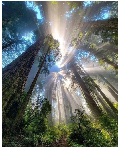 Came for the redwoods, stayed for the light show - Around the world, Research, Nature, Forest, The nature of Russia, Sun rays, USA