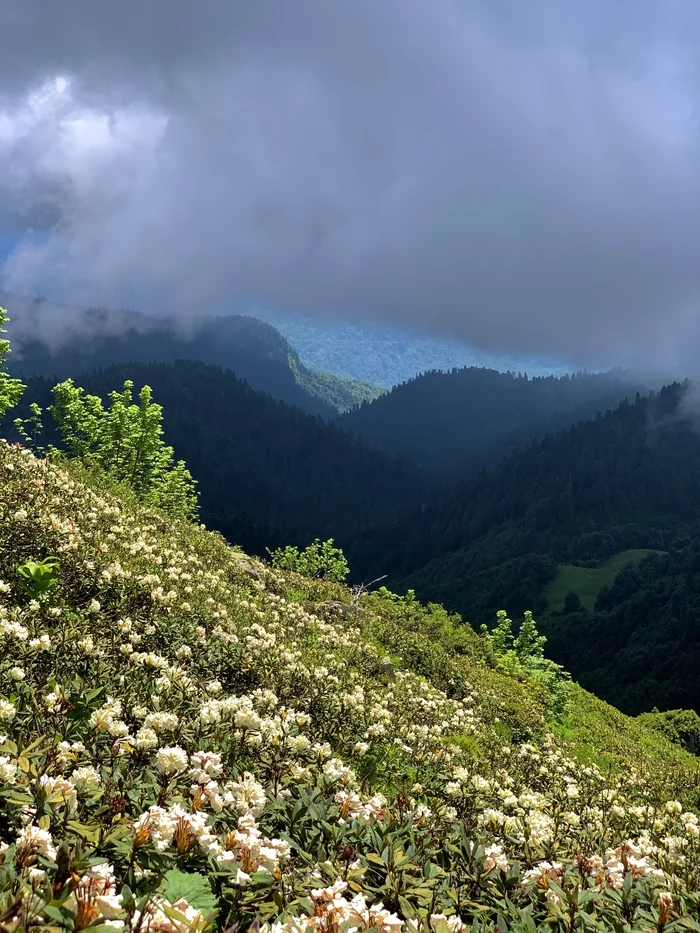 summer moments - My, Rhododendron, Krasnaya Polyana, Краснодарский Край, Landscape, Clouds, The photo