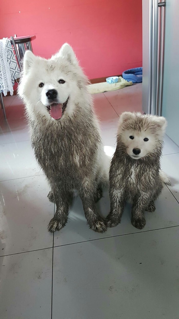 Had a good time off with my son - A son, Weekend, Parents and children, Dirty, Autumn, Puddle, Dog, Samoyed