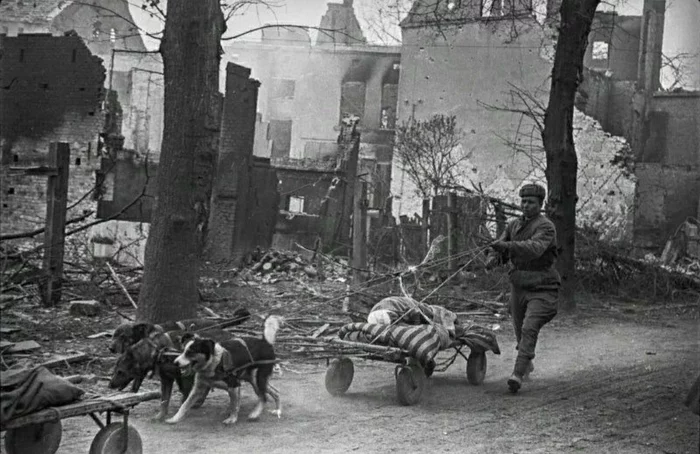 Evacuation of the wounded - The photo, Old photo, Black and white photo, Wound, Dog sled, Text, Dog