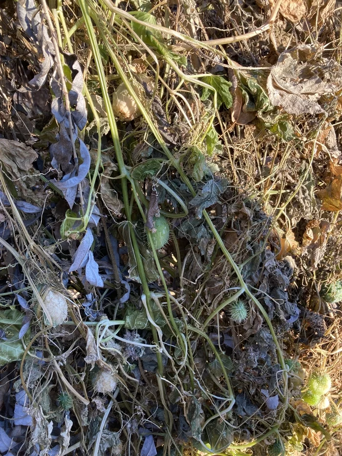 Looking for knowledge! - My, Plants, Fruit, Longpost