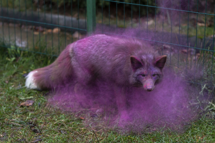 Лис отряхивает краску | Пикабу