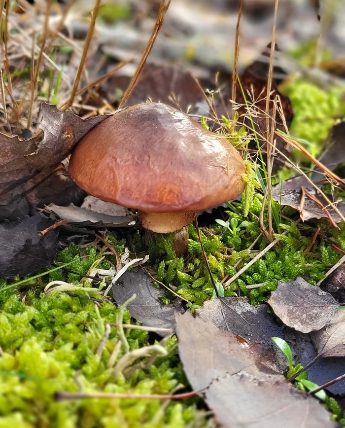 Closing mushroom season 2022? - My, Silent hunt, Mushrooms, Mushroom pickers, Autumn, Longpost, Saxony-Anhalt