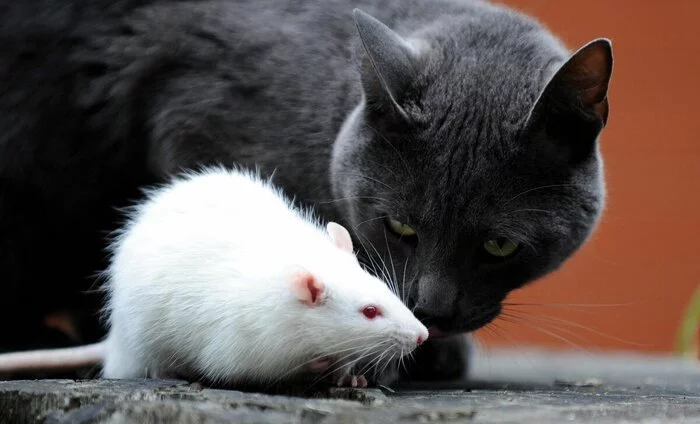 Do not be scared - Decorative rats, Rat, The photo, cat