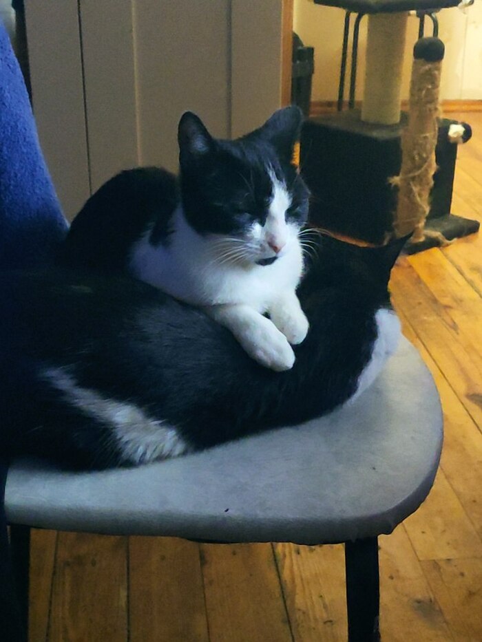 У меня 2 кота