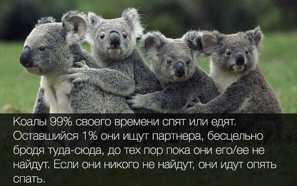 We are all a bit of a koala... - The photo, Koala, Picture with text, Animals