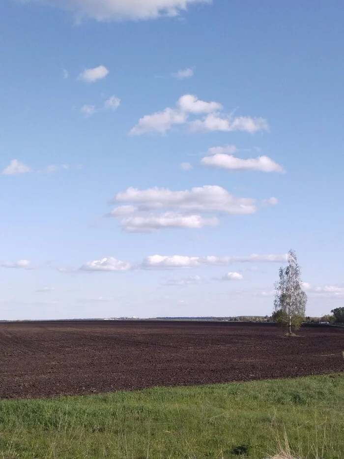 Поле в деревне - Моё, Vivo, Фотография, Мобильная фотография, Длиннопост, Дерево, Небо, Облака, Природа