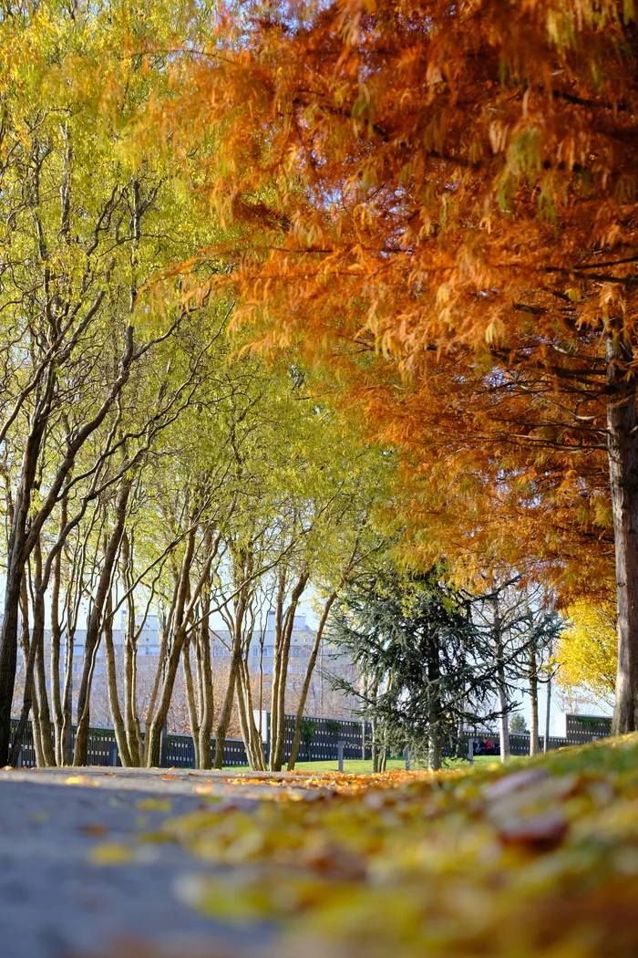 Krasnodar autumn - My, Krasnodar, Autumn, The photo, Krasnodar Park, Longpost, Tree, Autumn leaves, Nature