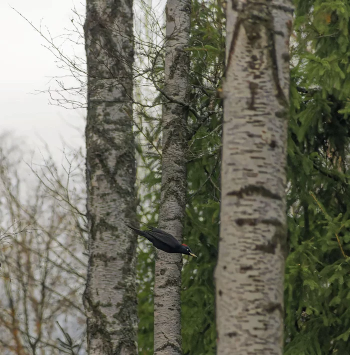 The black angel of hell was next to me - My, Nature, Photo hunting, The nature of Russia, Birds, Woodpeckers, Woodpecker yellow, Schelkovo, The photo, Flight, Suddenly, Moment