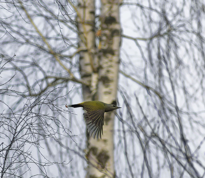 Седая молния