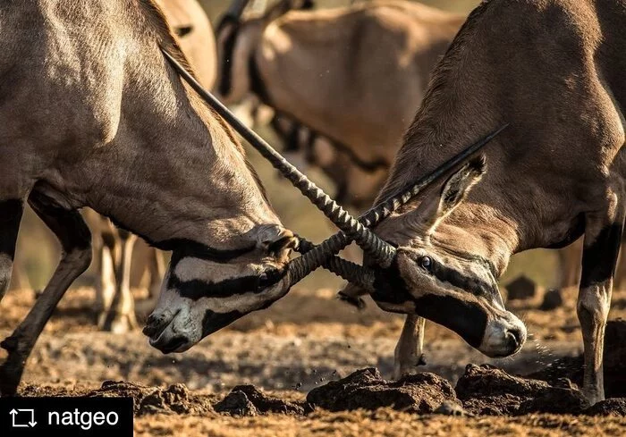 Duel - Oryx, Antelope, Artiodactyls, Mammals, Wild animals, wildlife, Nature, Africa, The photo