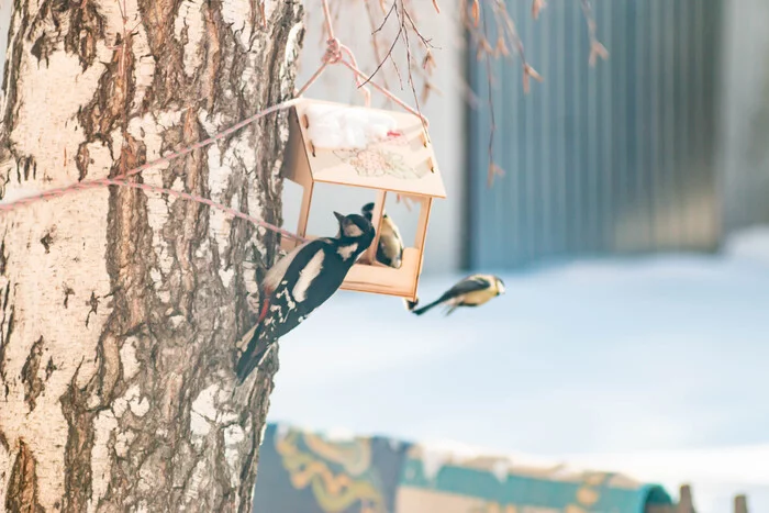 On the wave about titmouse. I did not think that so many birds want to devour - My, Ornithology, Photo hunting, Feeding, Longpost