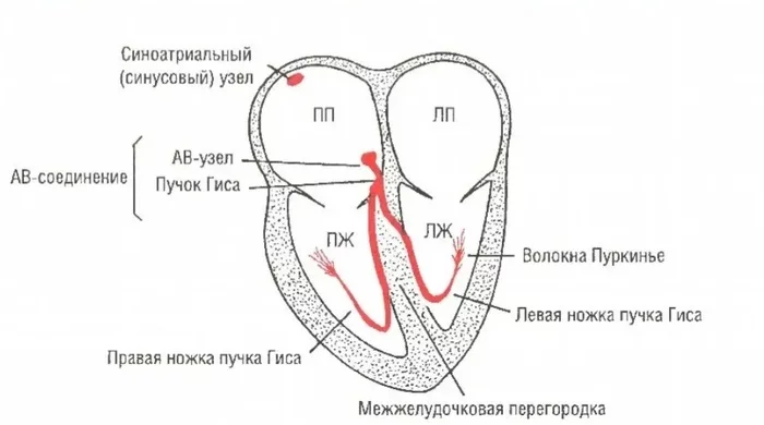 Держу руку на пульсе - Моё, Медицина, Научпоп, Аритмия, Тахикардия, Гифка