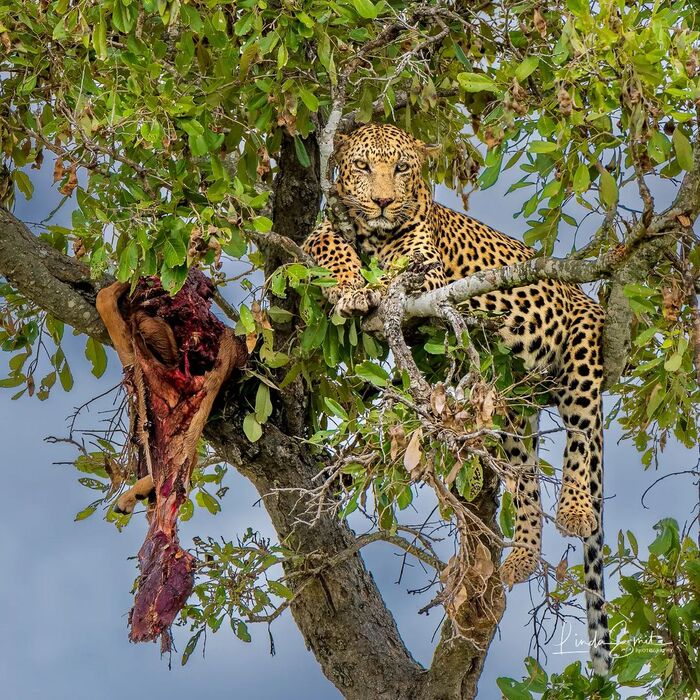 Приготовить вяленое мясо в домашних условиях несложно