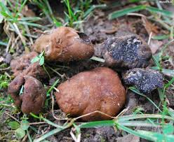 Can you tell me what kind of mushrooms? And are they edible? - My, Mushrooms, The photo, Stupidity, Longpost