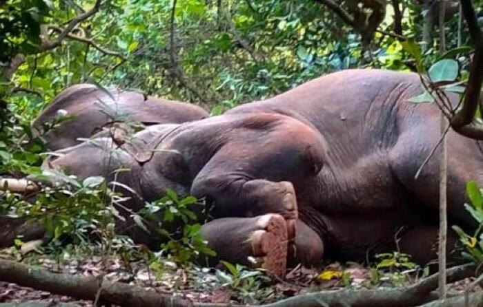 Drunken Elephant Gang in India - From the network, India, Elephants, Alcoholics, Animals, Drunk