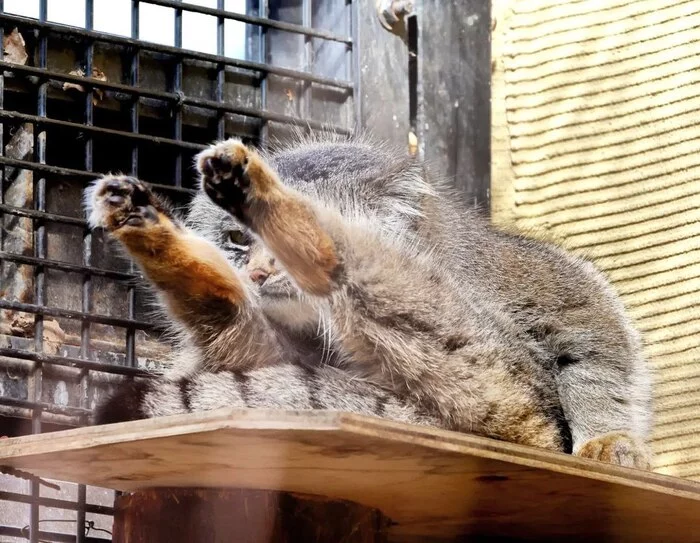 Operation Two boots - a pair! - Pallas' cat, Pet the cat, Zoo, Fluffy, Puffs, Small cats, Repeat