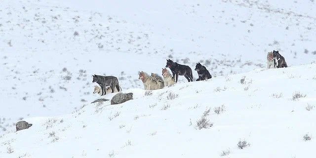 Pack of Druids: The life path of the largest pack of wolves on the planet. 37 predators in one group! Politics and intrigue. Everything is like people - Wolf, Animal book, Yandex Zen, Flock, Longpost