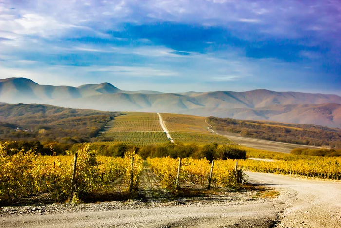 autumn hike - My, Grape, Vineyard, Novorossiysk, Abrau-Durso, Landscape, The photo, Rose hip, Autumn, Longpost