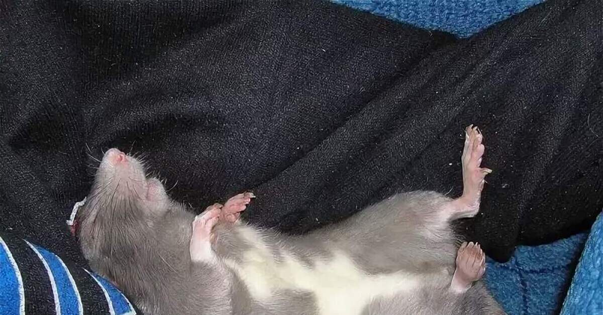 Почему крысы спят. Крысы домашние.