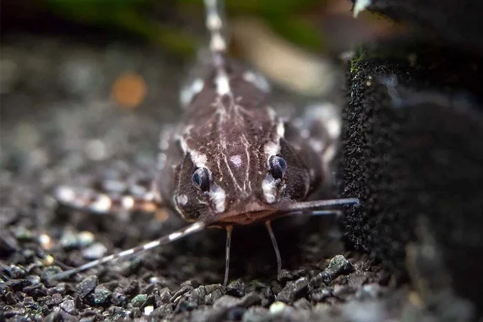 Spotted Agamix Catfish: A fish that can talk. She yells at her opponents, and communicates with her relatives by drumming. - Catfish, A fish, Animal book, Yandex Zen, Longpost