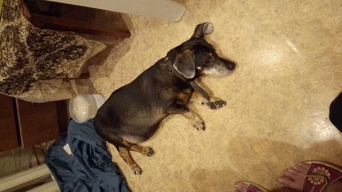 Power peekaboo help! Found old dachshund St. Petersburg - Lost, Saint Petersburg, Longpost, Dog, Found a dog, No rating, Dachshund, Animal Rescue