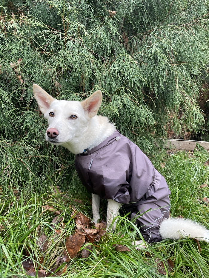 Полюбуйтесь ухами!